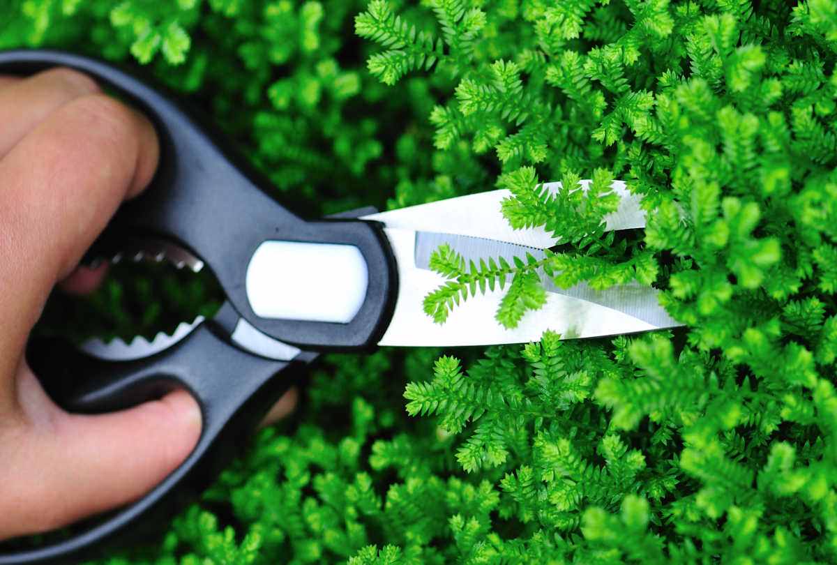 Hand holding scissors pruning the tips of selaginella kraussiana.