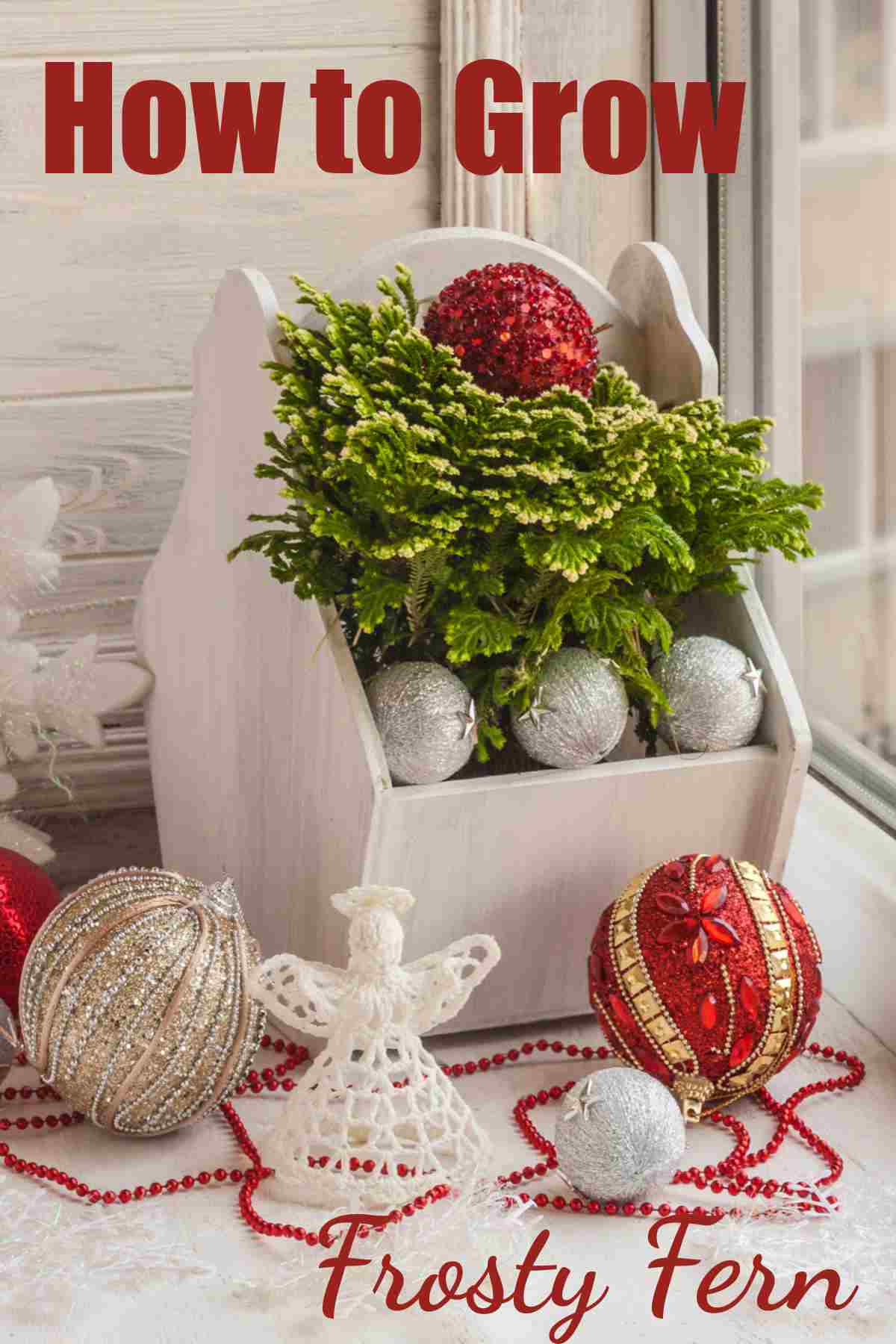 Selaginella martensii in a with box with Christmas decorations and words how to grow frosty fern.