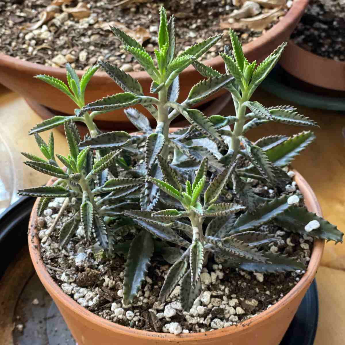 Kalanchoe houghtonii plant in a pot.