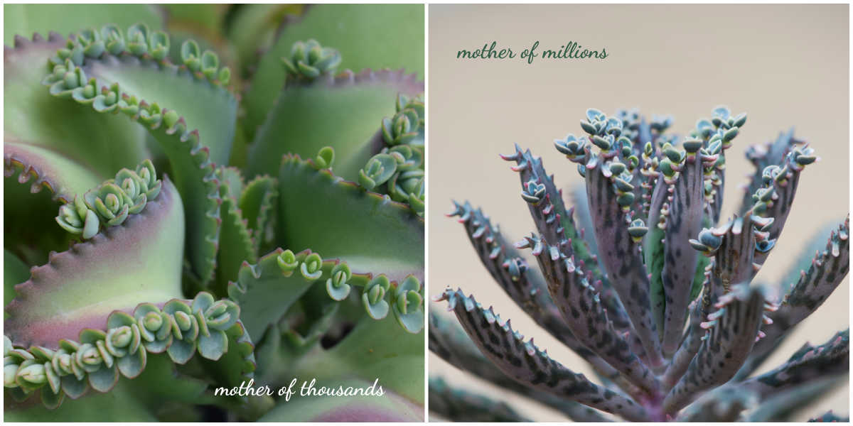 A collage with succulents showing the difference between mother of thousands plant and mother of millions plant.