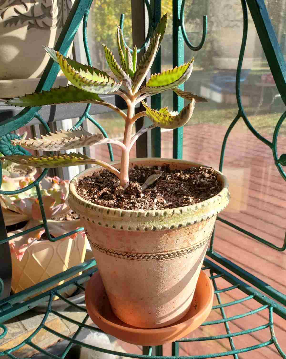 Kalanchoe houghtonii in a sunny window.