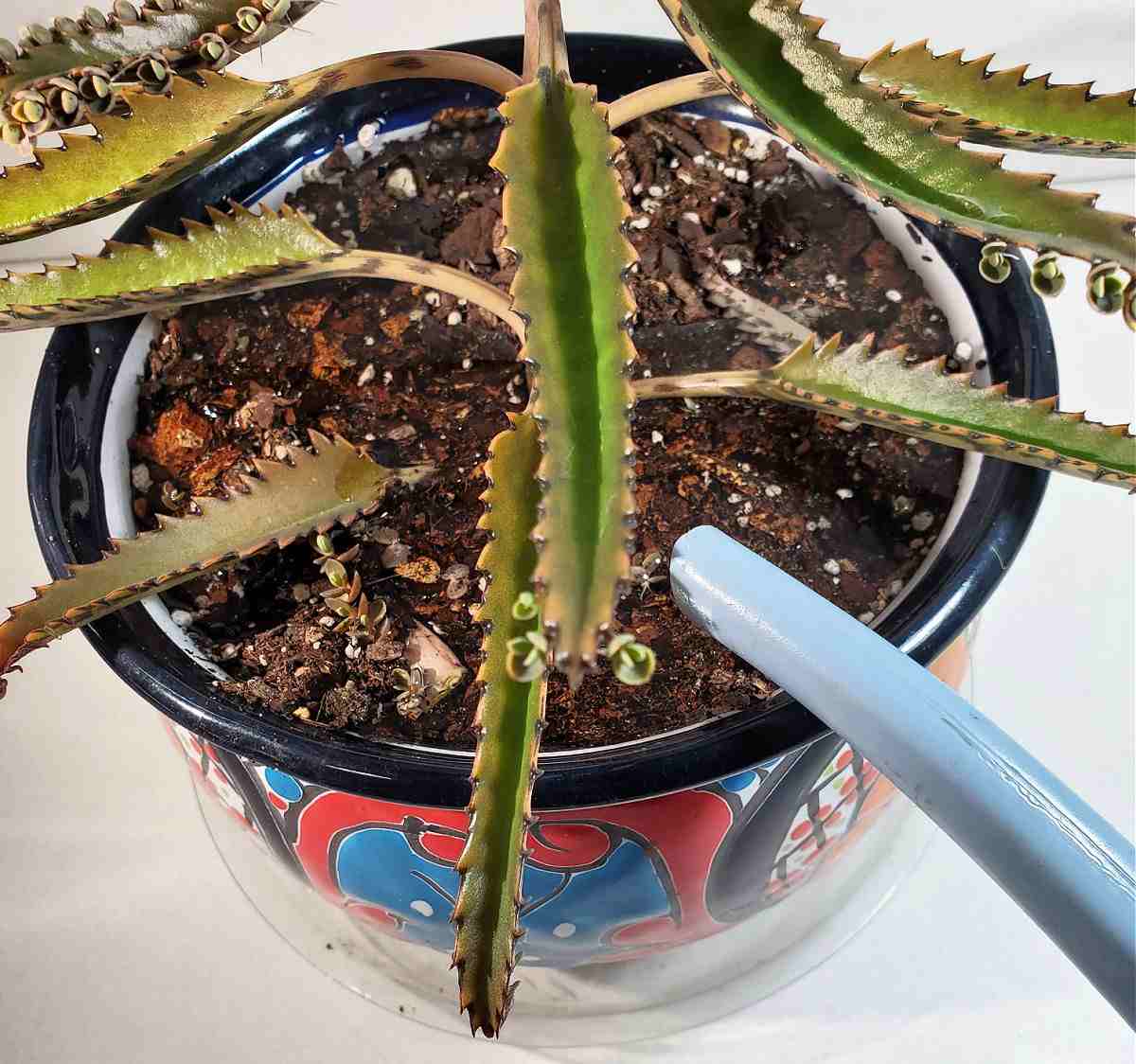 Watering a mother of thousands plant.