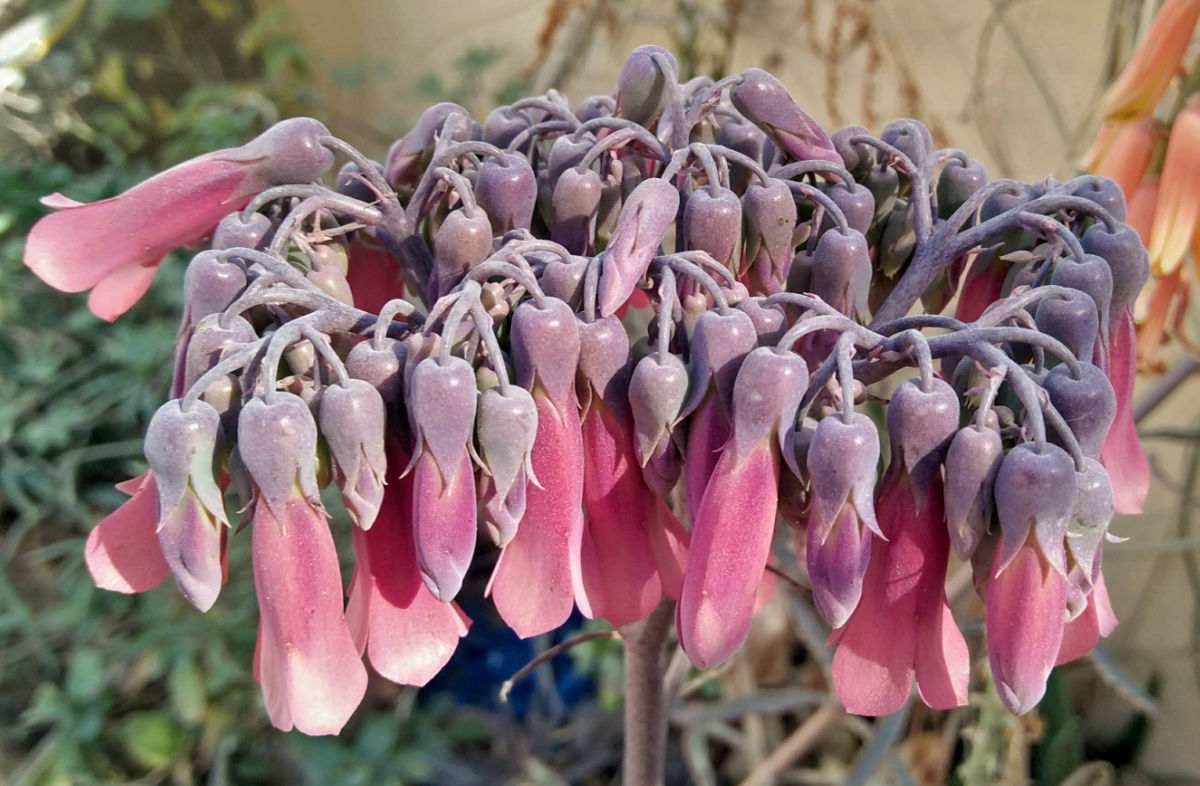 Mother of thousands flower.