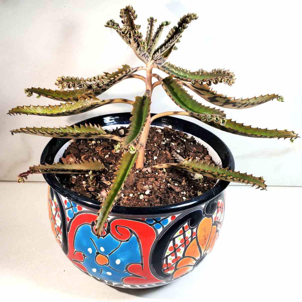 Colorful pot with kalanchoe houghtonii plant.