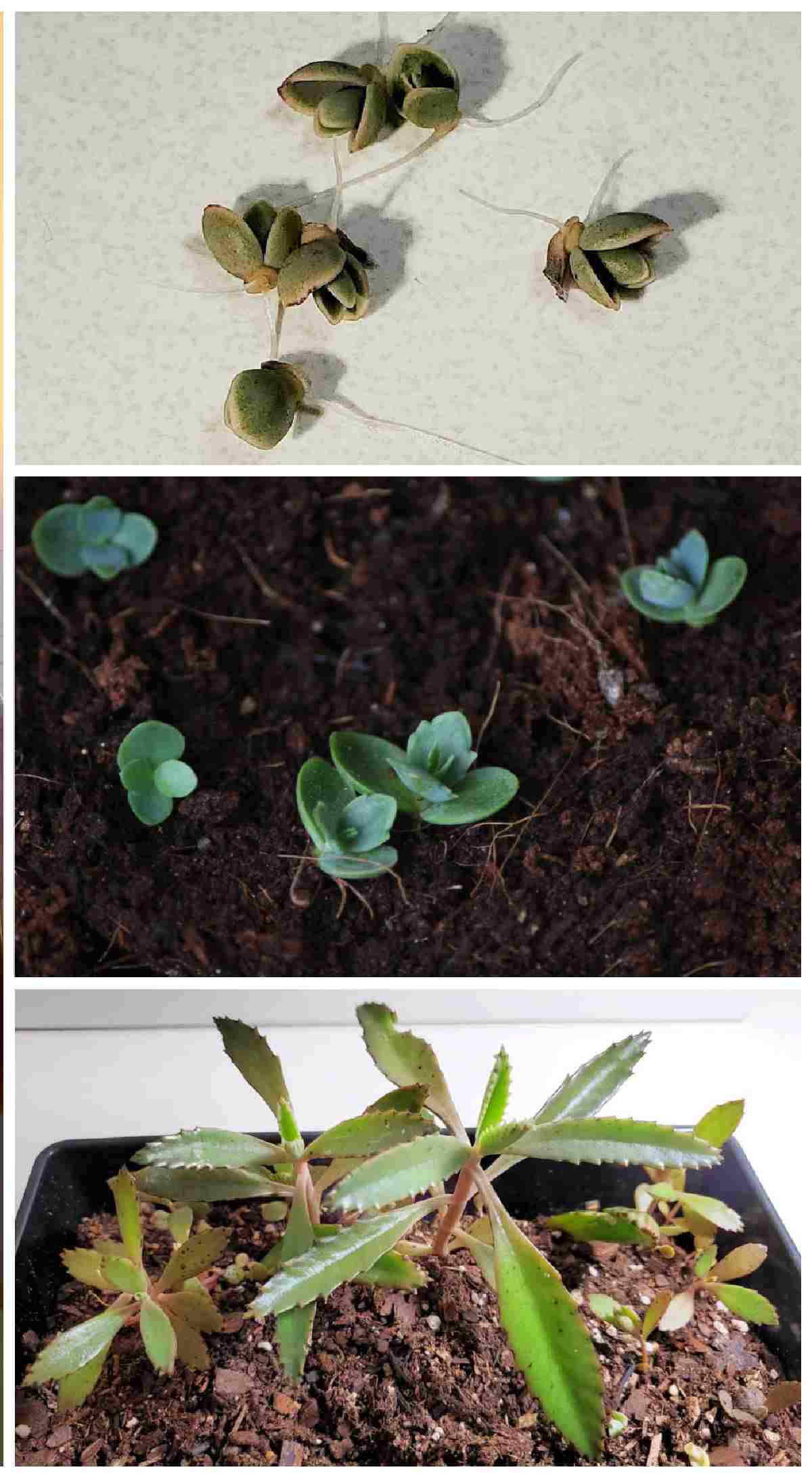 Collage showing mother of thousands propagation.