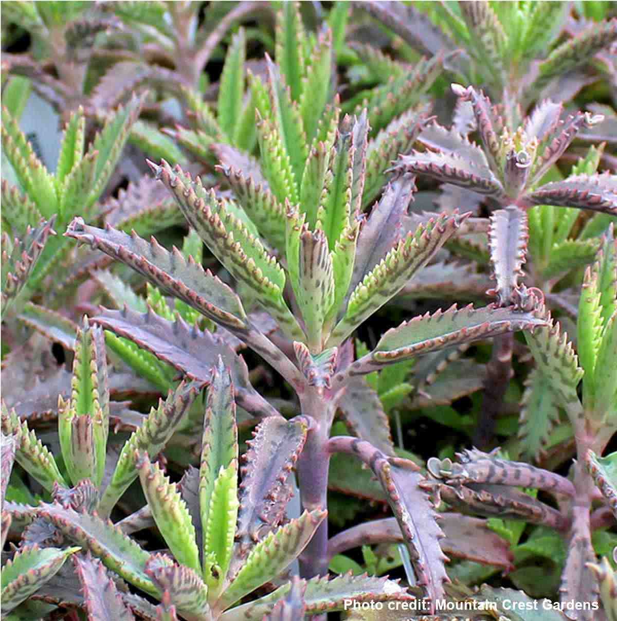 Kalanchoe houghtonii plants.