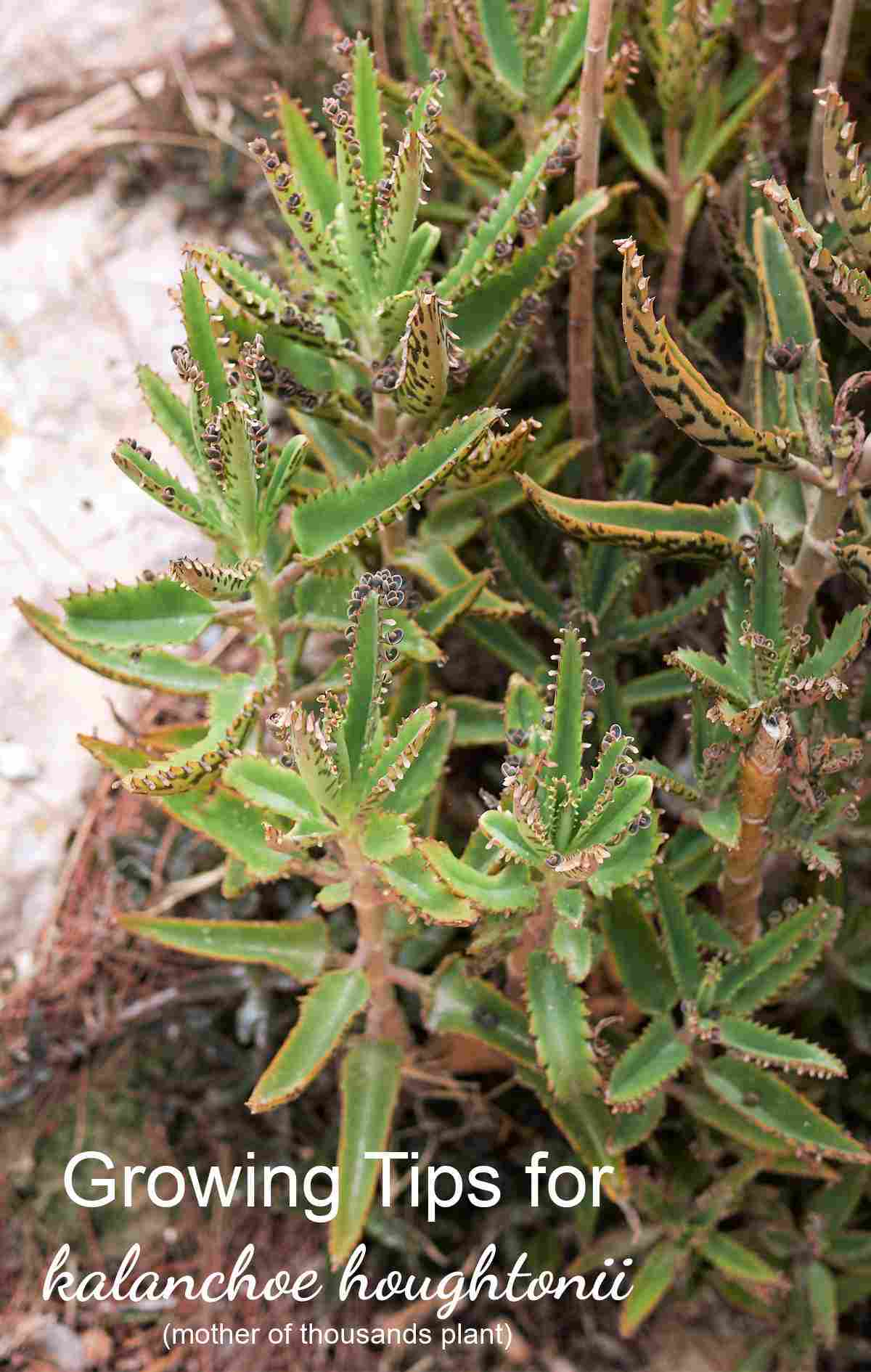 Mother of thousands plants with words Growing Tips for kalanchoe houghtonii.