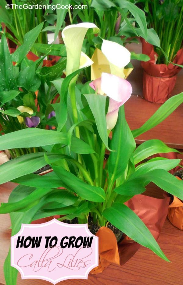 Pink and white calla lilies in a put with words how to grow Calla lilies.