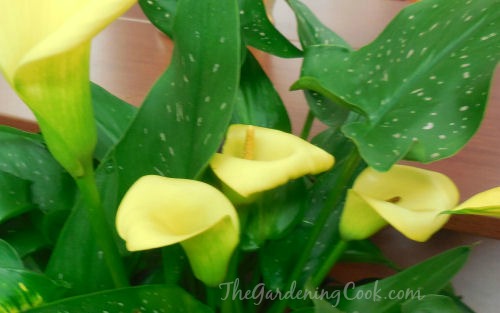 Yellow calla lily flowers