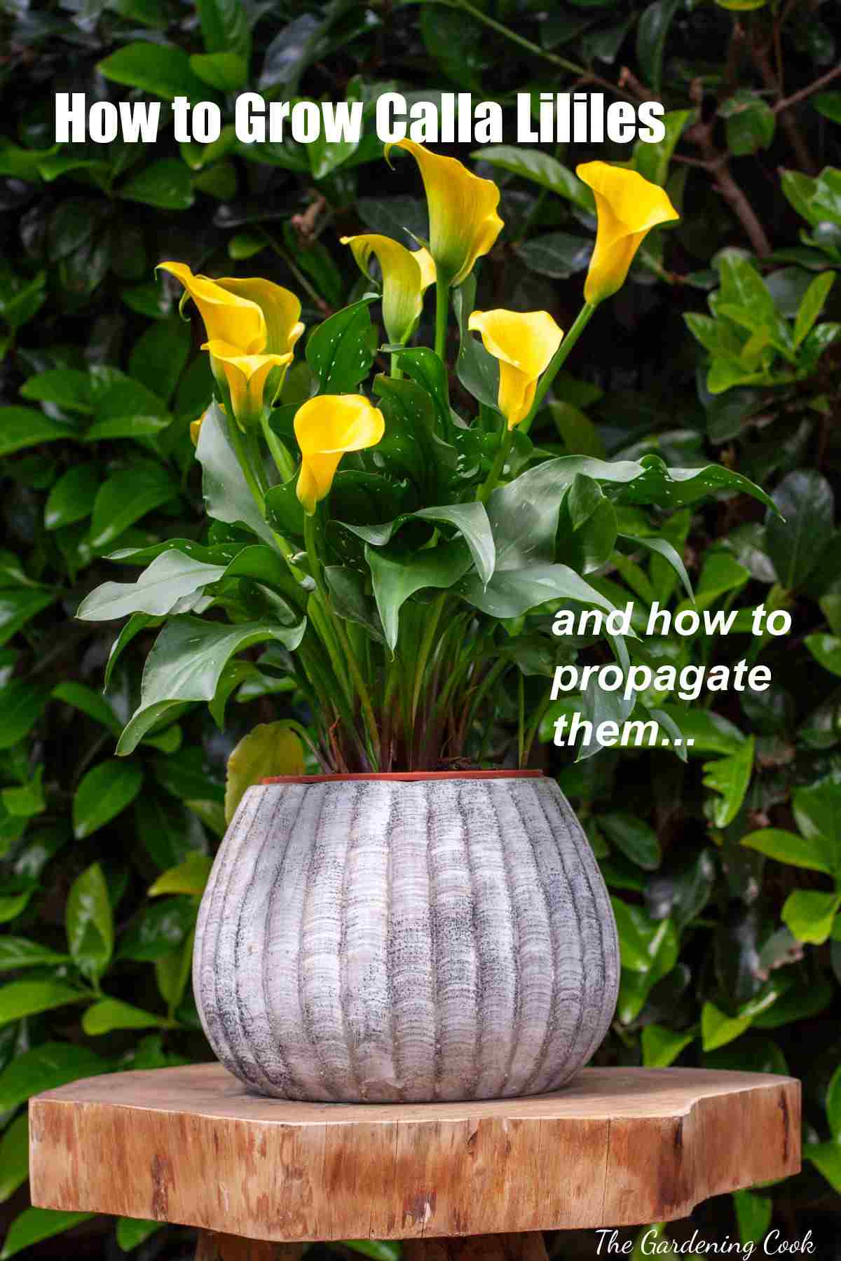 Yellow calla lilies in a white pot with words How to grow calla lilies and how to propagate them.