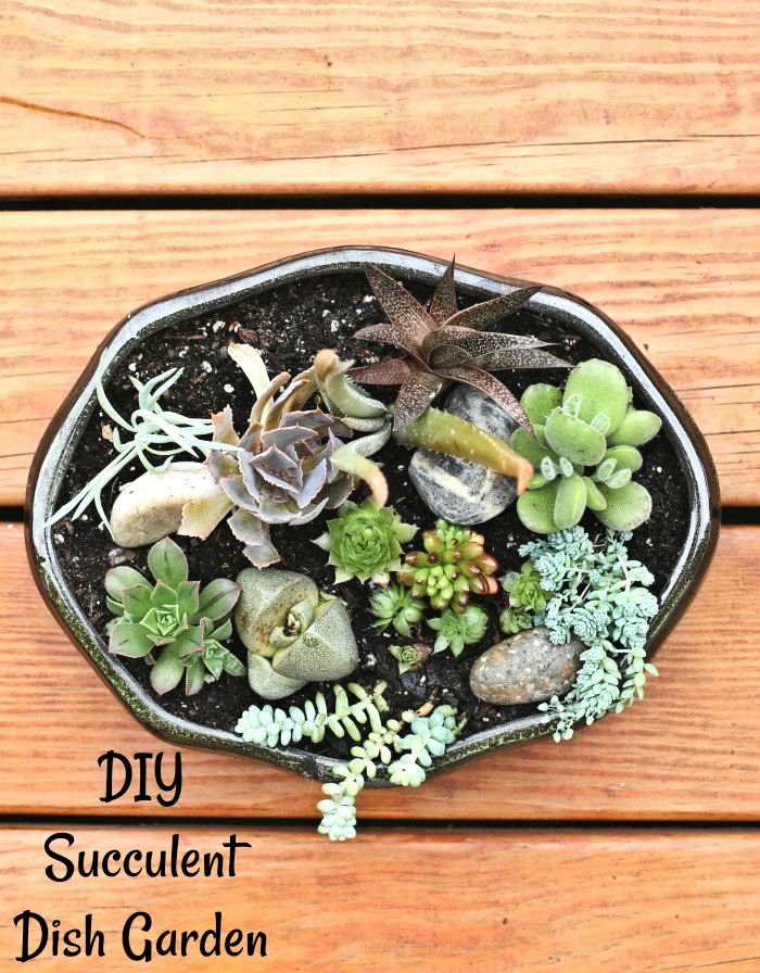 Dish garden with words DIY succulent dish garden.