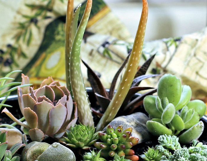 Aloe vera in a succulent arrangement.