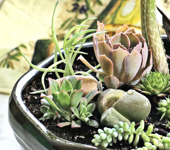 Succulents in a dish garden.