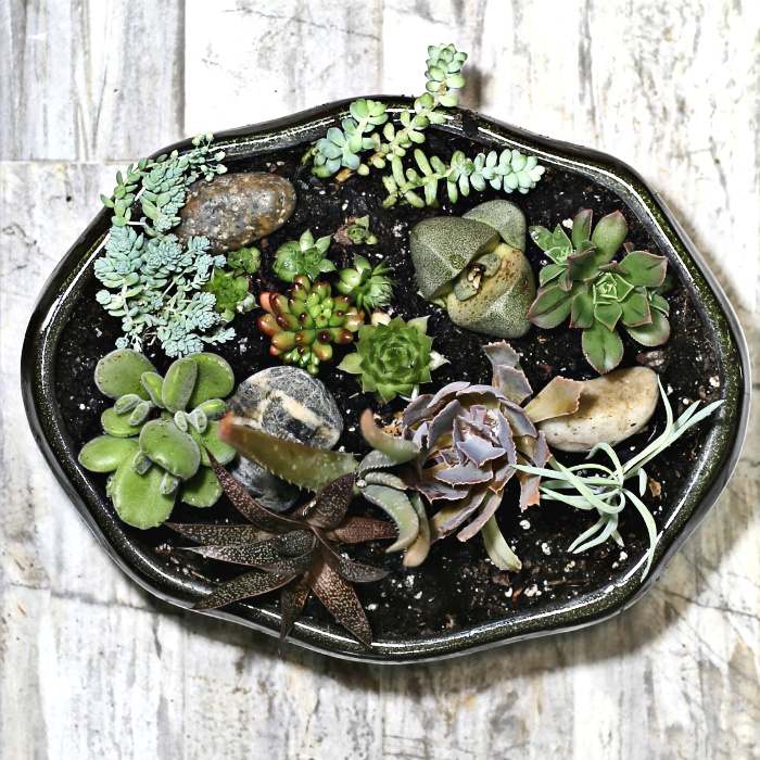 Overhead shot of a DIY succulent arrangement.