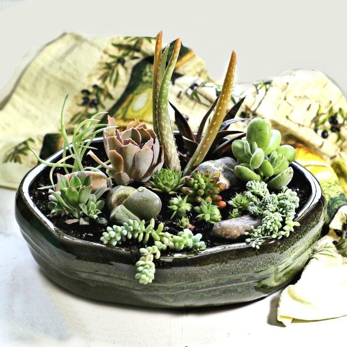 Pretty bowl with a succulent arrangement DIY project.