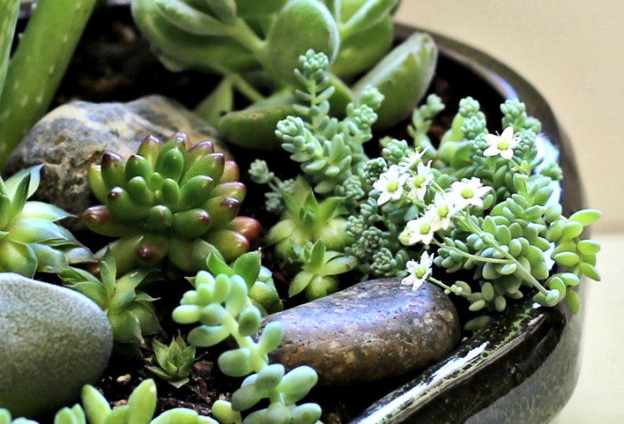 Flowering succulent in a dish garden.