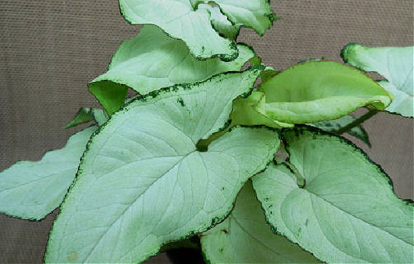 Leaves of exotic allusion syngonium plant.