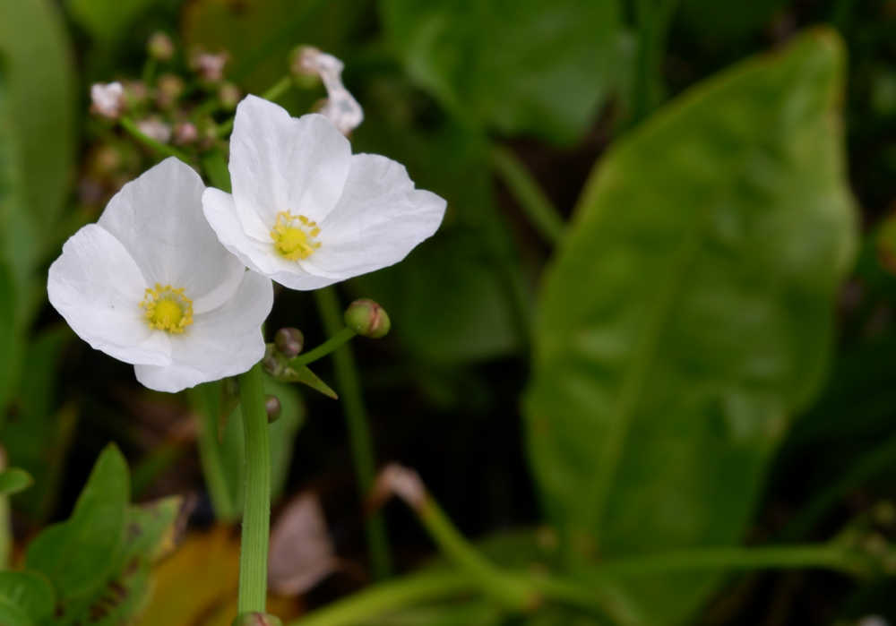 Arrowhead plant flower.