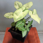 Arrowhead Plant Care – Concepts for Rising Syngonium Podophyllum