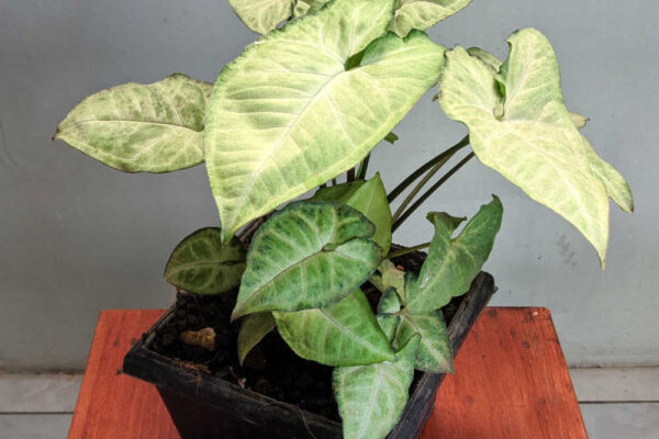 Arrowhead Plant Care – Concepts for Rising Syngonium Podophyllum