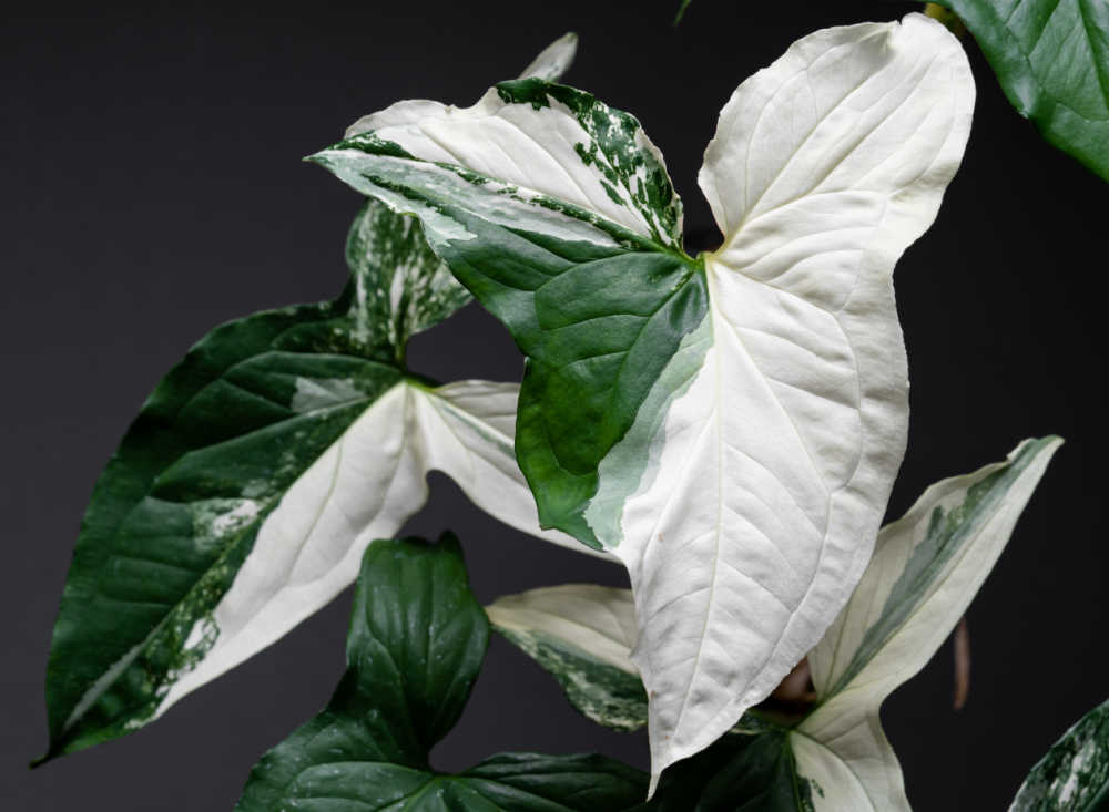 Syngonium albo with white and green splotched leaves.