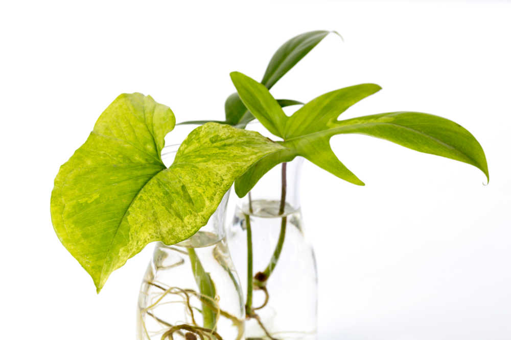 Syngonium plant rooting in a jar of water.