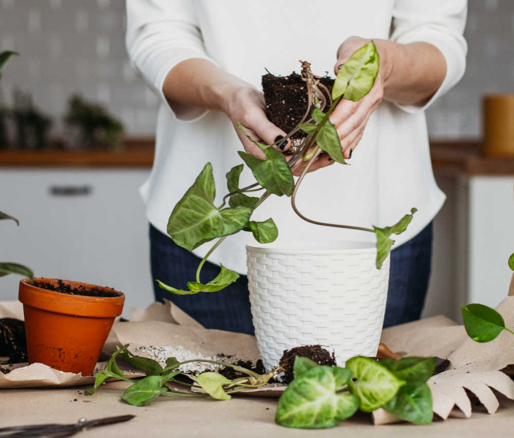 Woman repotting an arrowhead plant.