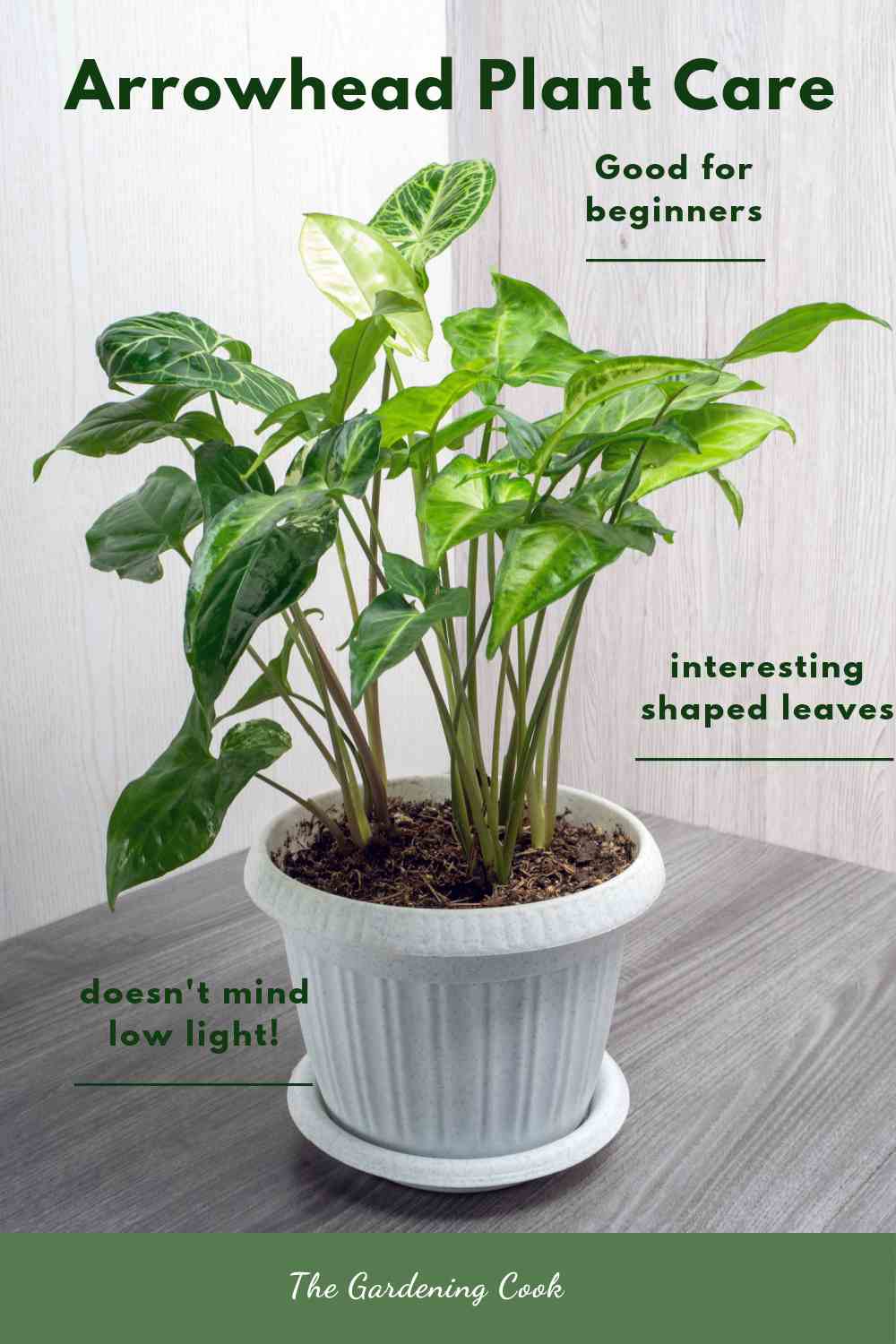 Syngonium plant in a white pot with words arrowhead plant care.