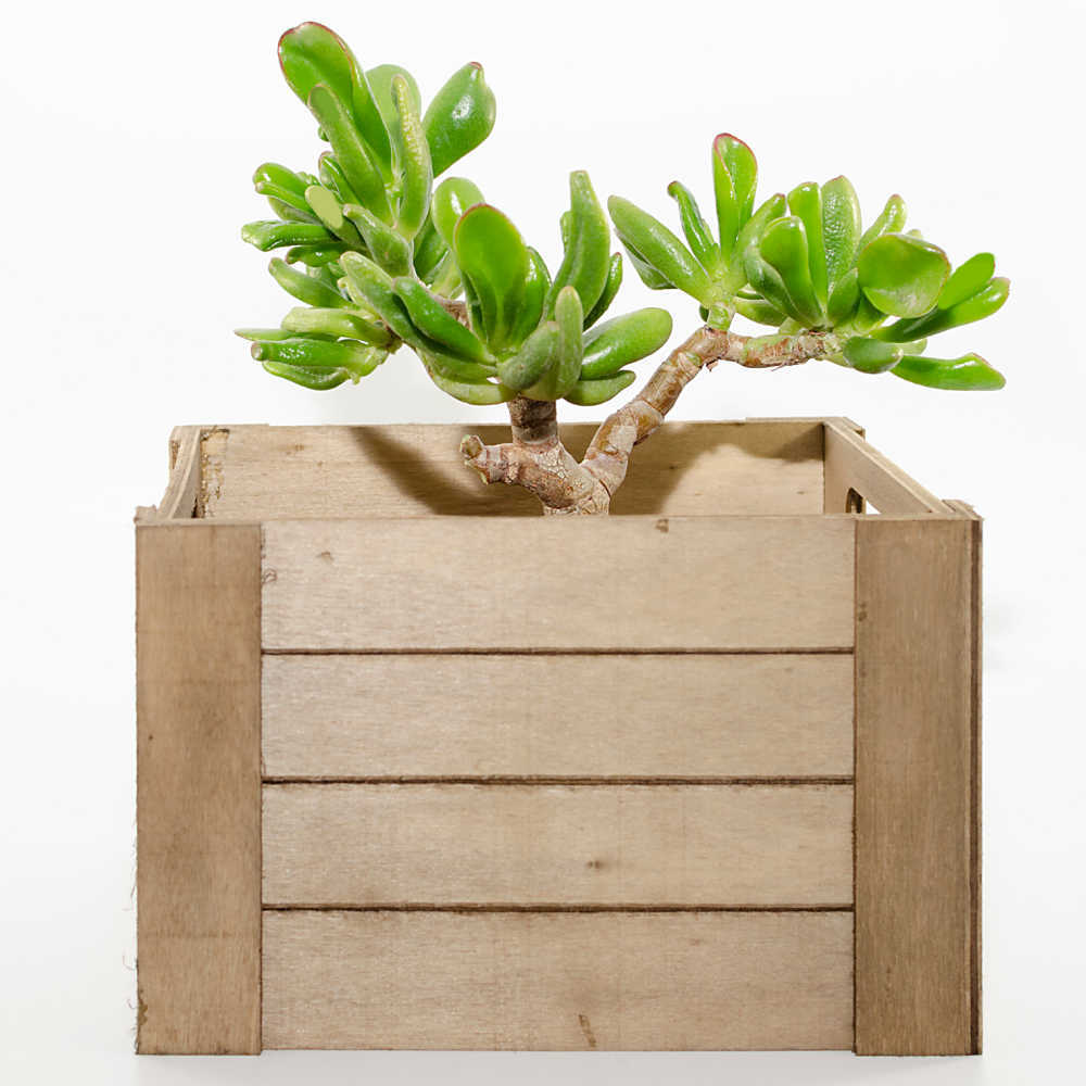 Wooden box planter with crassula ovata hobbit plant.