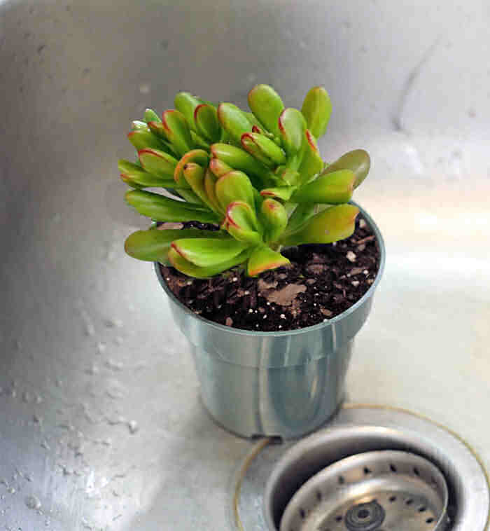 Crassula ovata hobbit plant in a sink.