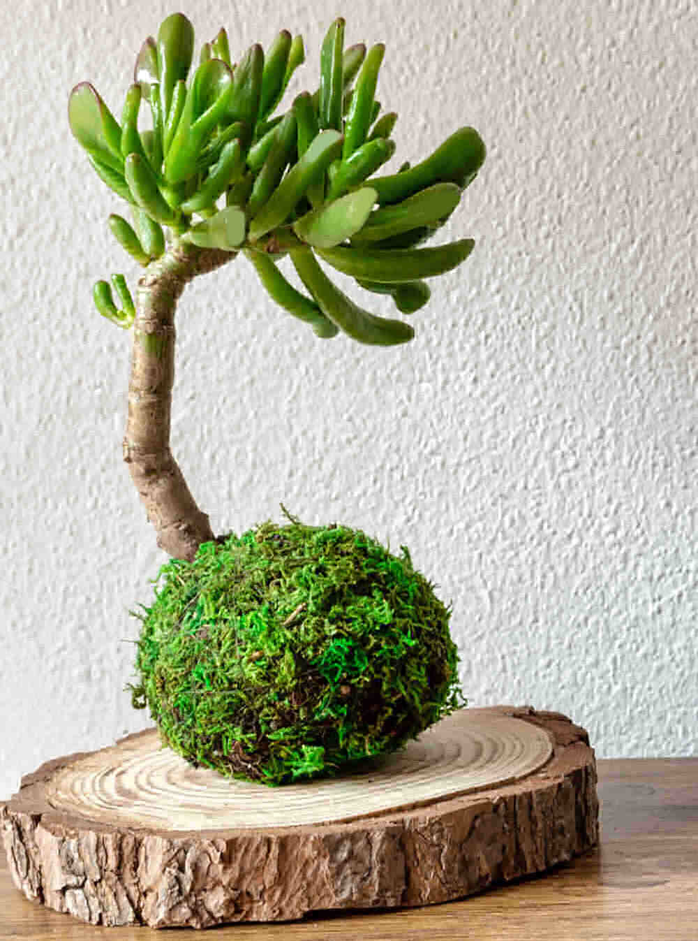 Crassula ovata hobbit formed into a bonsai tree on a wooden log cut.