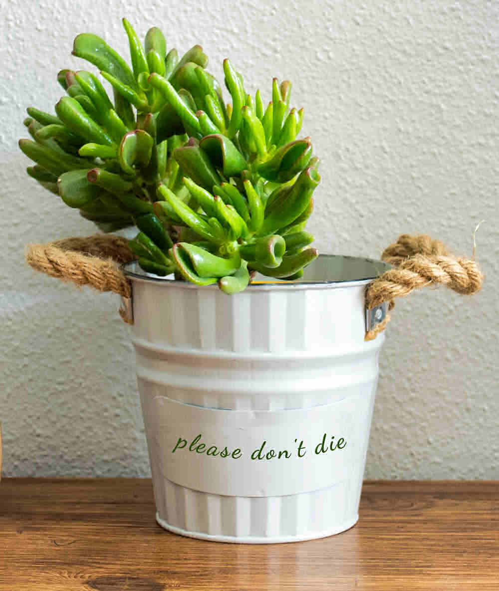 Crassula ovata hobbit in a white pot with words "please don't die"