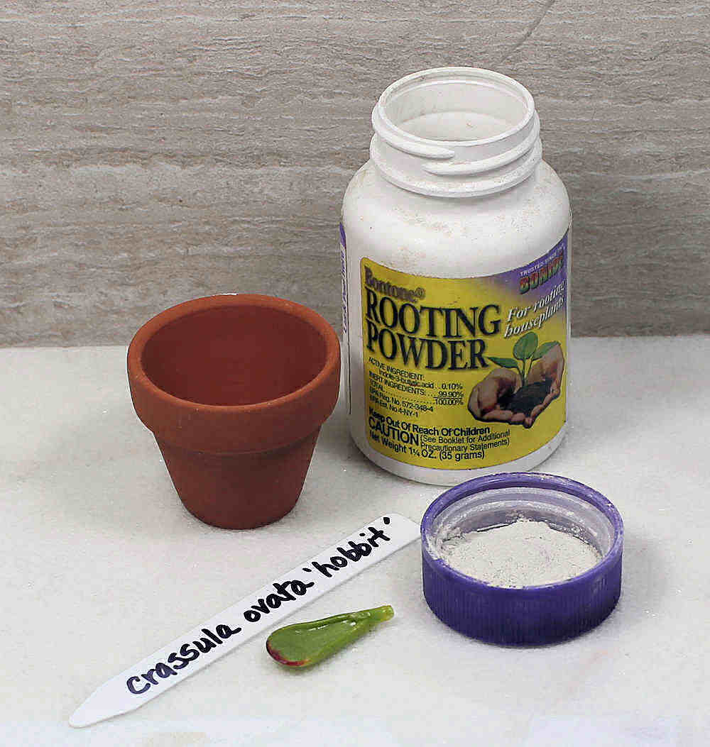 Plant pot, rooting powder, plant tag and leaf of finger jade.