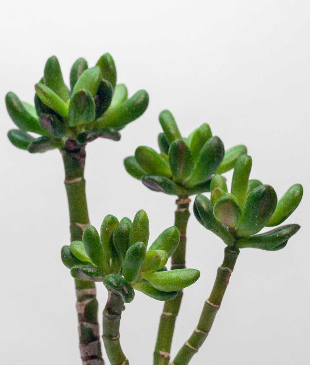 Tips of crassula ovata hobbit plants.