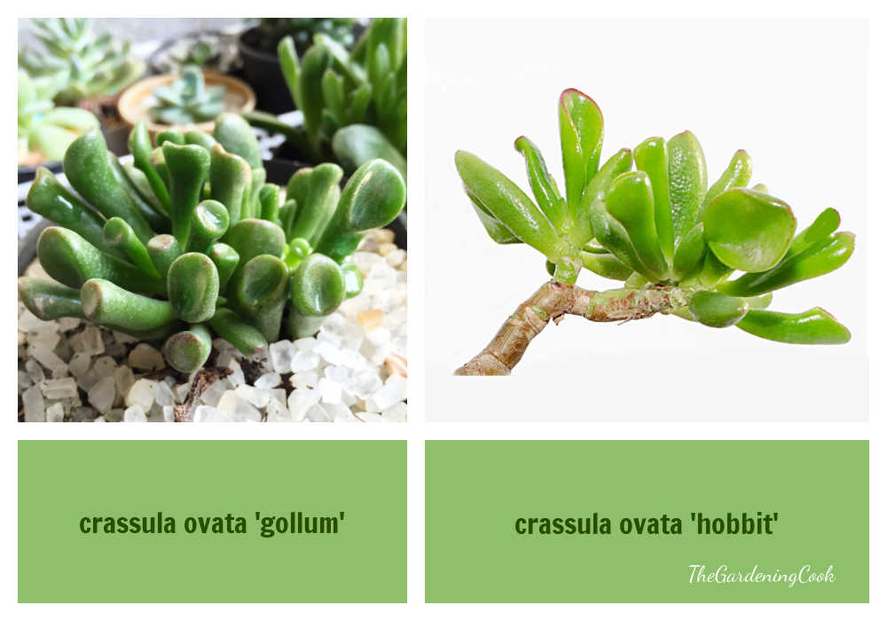 Crassula ovatum 'gollum' vs crassula ovata 'hobbit' in a collage.