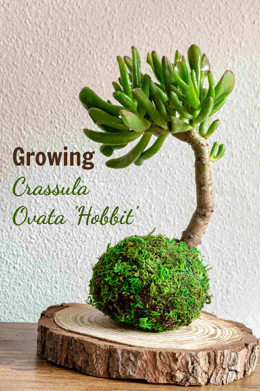 Bonsai crassula plant with text reading Growing crassula ovata hobbit.