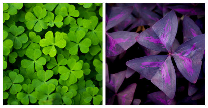 Green and purple leaves of oxalis plant in a collage.