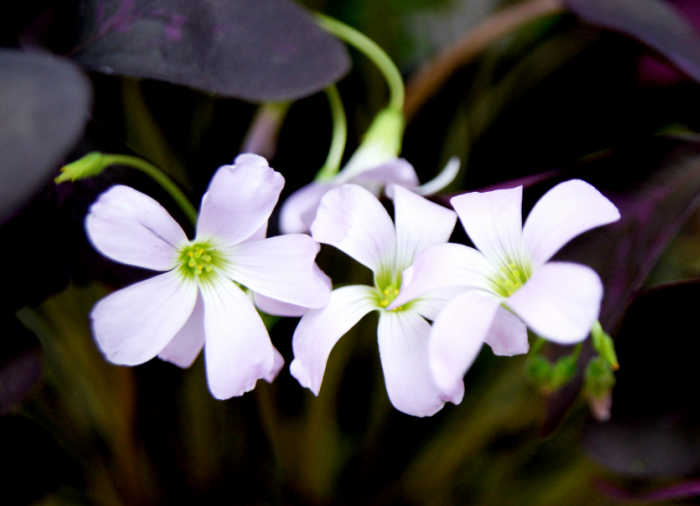 Flowers of oxalis traingularis.