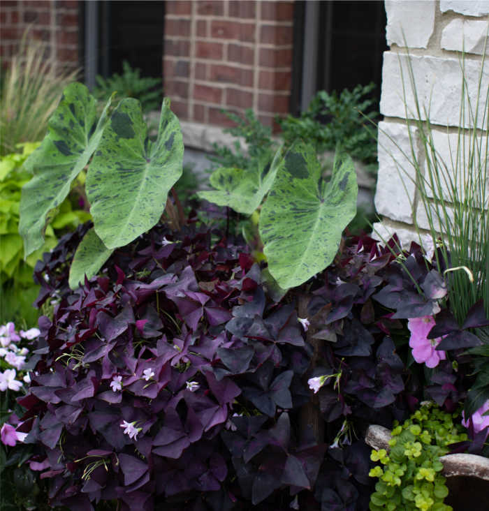 Mature oxalis in a garden with philodendrons and ferns.