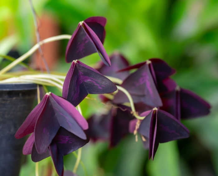 Leaves of oxalis closed up - a trait called Nyctinasty.