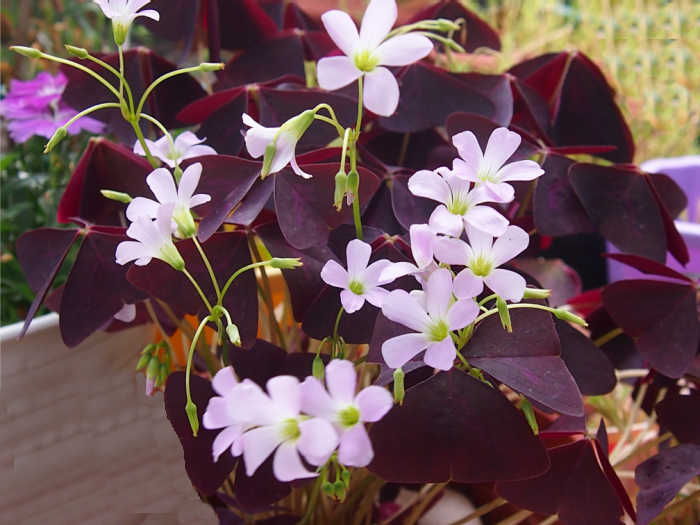 Purple oxalis in flower.