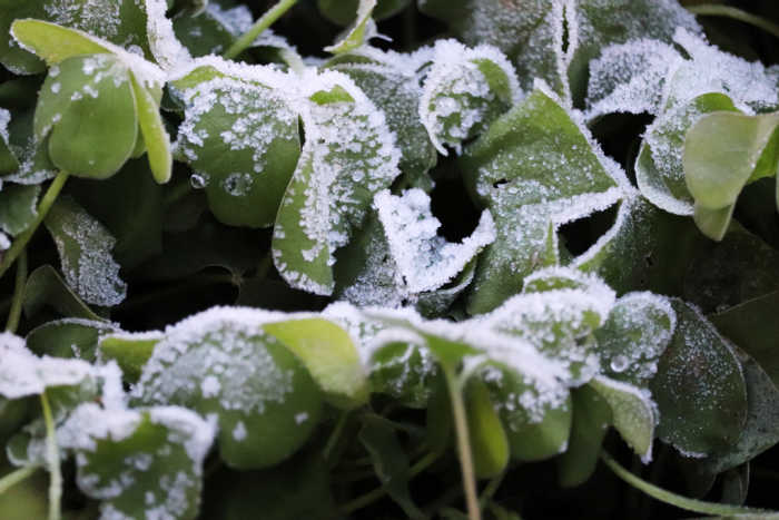 Leave of green oxalis with frost on them.