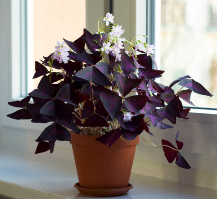 Purple ozalis plant on a sunny windowsill in flower.