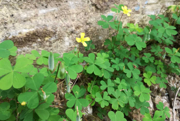 Oxalis plant care, be wary of creeping wood sorrel which is an invasive type of oxalis.