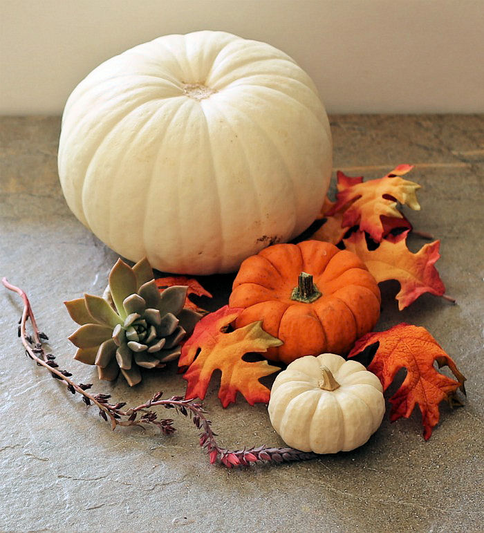 Large white pumpkins with Cinderella pumpkins and succulents