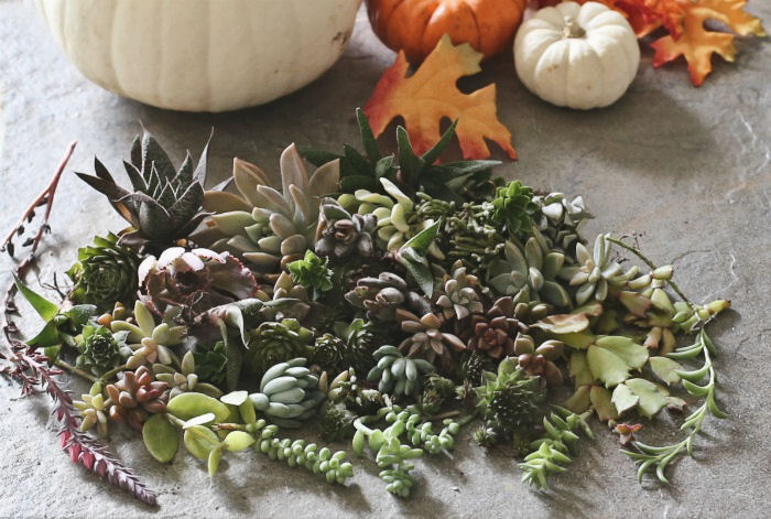 Variety of succulent cuttings