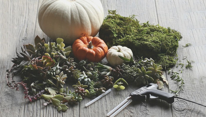 supplies for the DIY pumpkin succulent planter