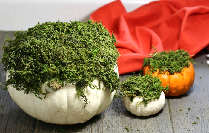 Pumpkins covered in moss