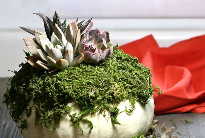 Attaching succulents to moss