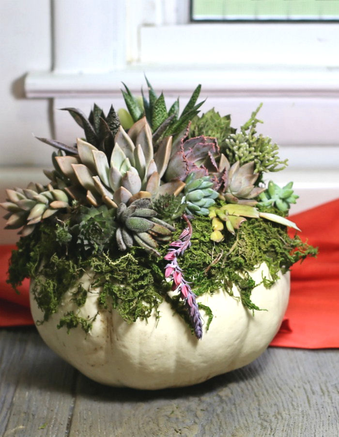 White pumpkin succulent planter